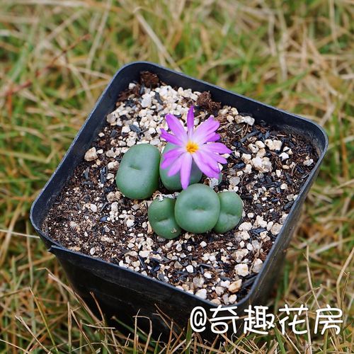 荧光玉 蚕豆 口笛肉锥生石花 碧光环 自播种安贞赤耳少将蝴蝶勋章
