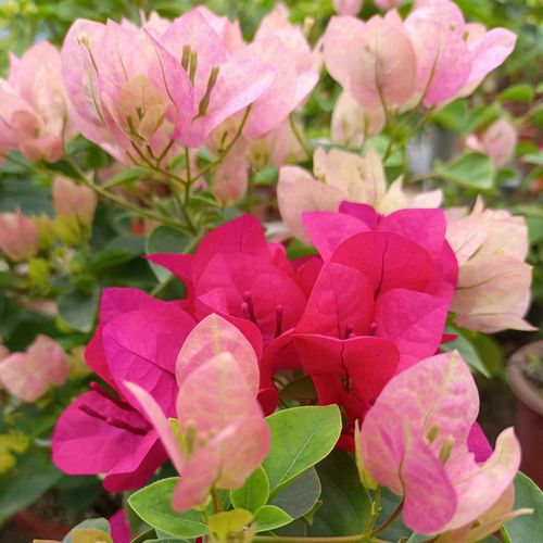 原生双色三角梅暗斑五宝重瓣红带花阳台庭院盆栽观花四季开花植物