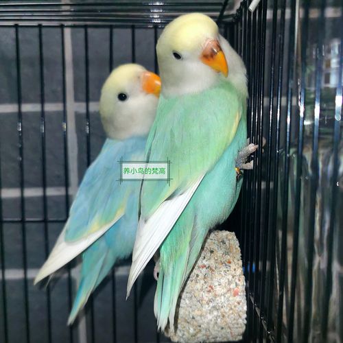 养小鸟的梵高 家庭精养亲人 松石绿闪派薄荷绿苹果绿 牡丹鹦鹉