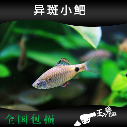 异斑小鲃异斑四须鲃鱼活体国产钻石彩虹鲫稀有原生冷水观赏鱼