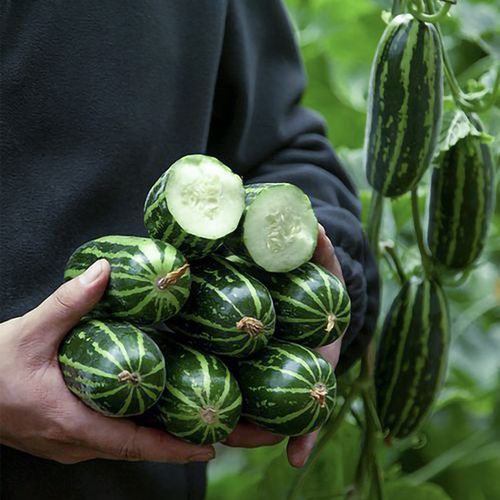 菜瓜种子花皮烧瓜脆瓜甜脆爽口嫩稍瓜孑四季春季蔬菜酥瓜种籽梢瓜