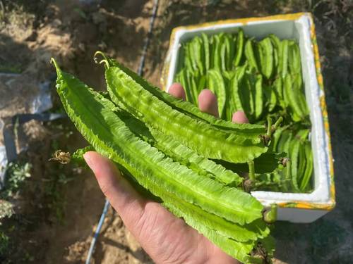 现摘空运四角豆 三亚新鲜蔬菜四棱豆海南特产果蔬龙角豆杨桃豆