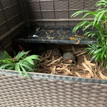 【可开票】黄缘龟窝 安缘躲避生态洞穴造景 半水龟山龟乌龟房子 小号3