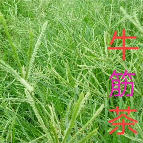 中草药 牛筋草 祛风湿体内排毒 肺热止咳 肝咽枸橘果治胃痛抗病毒