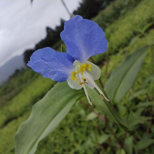 鸭跖草 苗    鸭拓草苗 鸭舌草    翠蝴蝶苗