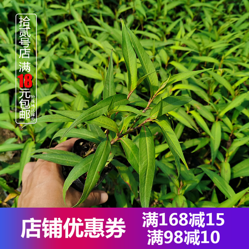 越南香菜 越南芫荽 叻沙叶   食用香草盆栽苗 阳台耐湿热 料理