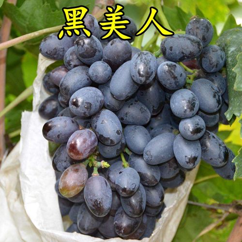无籽甜葡萄 奇妙无核葡萄 黑美人葡萄苗 葡萄树苗南方北方种植