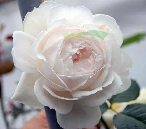 月季根接苗(华宵)浓香大苗