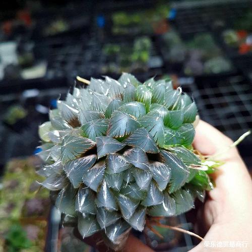 群生冰魄玉露大颗多肉植物属带盆发货根系好品相佳大棚客厅一般