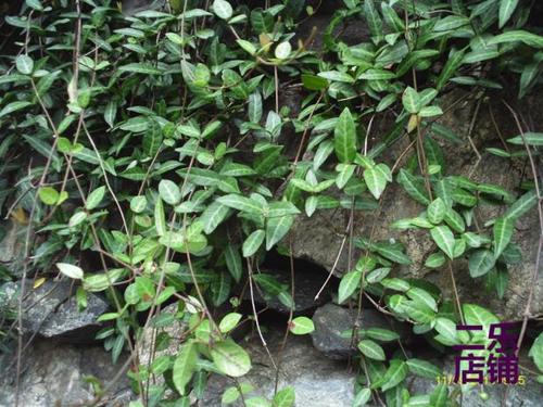 河南中药材野生新鲜络石藤晒干爬墙虎石龙藤新货一斤包邮