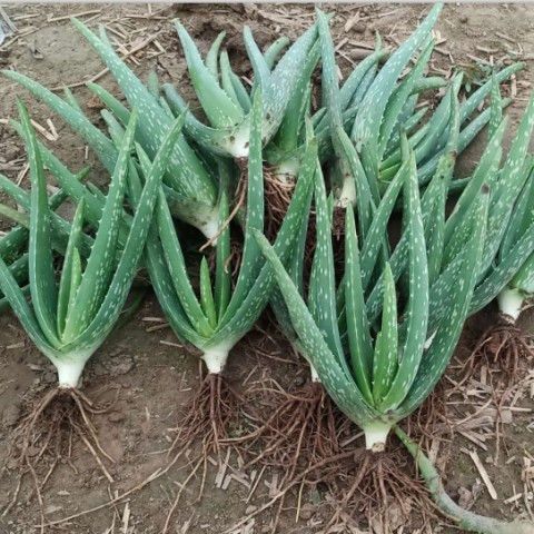 中华芦荟 库拉索芦荟 芦荟盆栽 斑纹芦荟  美容 盆栽 植物