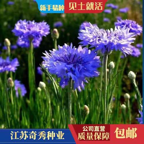 矢车菊种子易活花籽花种籽子耐寒庭院室外景观花卉花种子 矢车菊种子