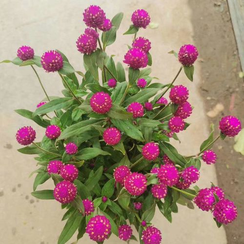 精品千日红盆栽日日红花苗带花苞阳台四季花卉红火球花植物可做插