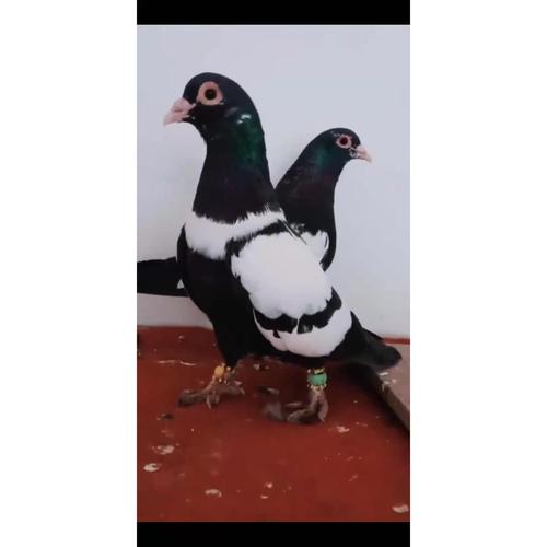 新疆进口酋长鸽子精品观赏鸽种蛋墨环燕子鼓手跟头翻翻受精蛋蝴蝶