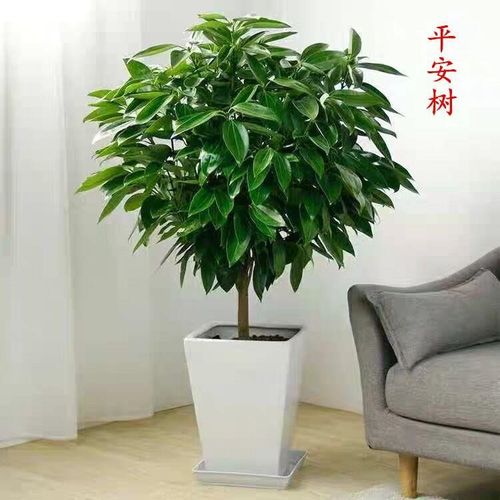 乔迁盆栽四季客厅常青树植物平安甲醛空气室内大型