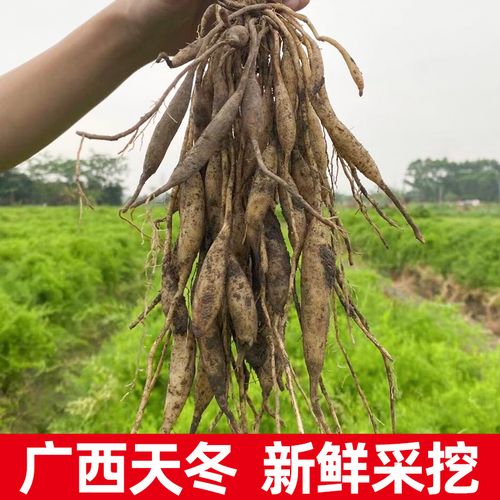 广西天冬草泡酒新鲜天门冬根中药材天冬500g纯天然新货非野生包邮