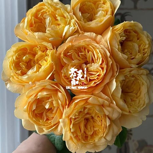 老花痴 缪斯女神 新品迪瑞特玫瑰月季花苗绿植花卉玫瑰阳台庭院盆