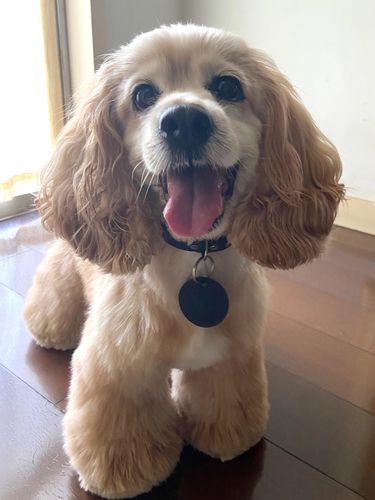 可卡犬幼犬纯种英卡美卡宠物活体小型狗猎犬狗活幼体英国可卡活物