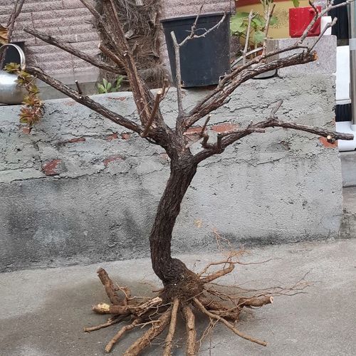 野生葡萄老桩盆景素材下山桩开花结果绿植黄荆卫矛鬼箭羽