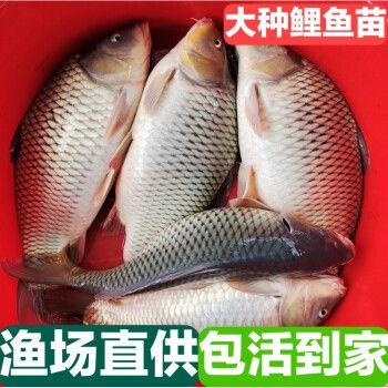 特大鲤鱼苗 稻田鲤大鱼苗淡水养殖丰产鲤拐子鲤鱼苗食用 专用饲料 鲤