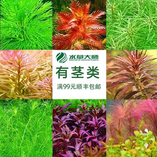 水草大师鲜活后紫红丁绿菊香绿金钱大沙草水罗紫三角红旦头南极衫