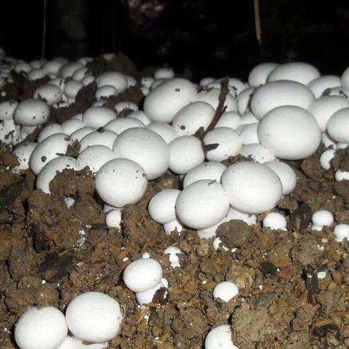 双孢菇蘑菇菌种包食用菌包棒盆栽平菇菌包蘑菇种植包种家庭自种