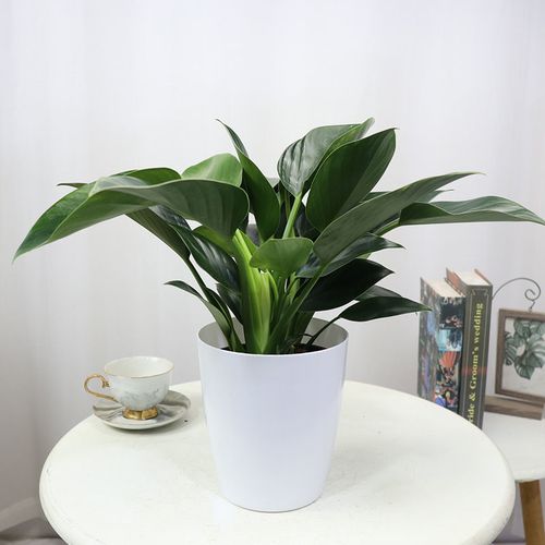 红钻金钻大叶盆栽绿植花卉落地居家大型花卉四季常青好养室内植物