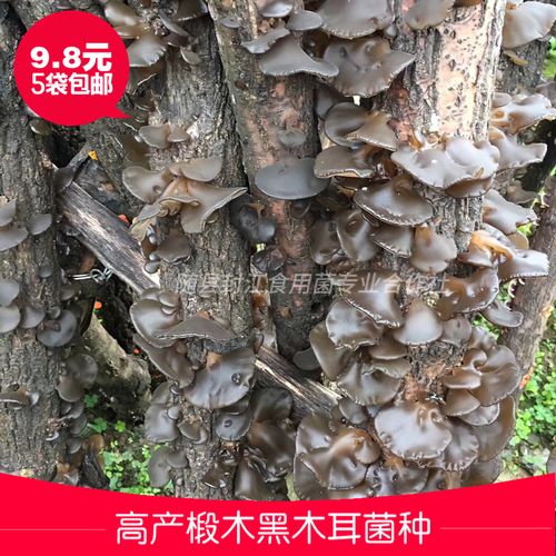 黑木耳菌包菌种 家种 椴木黑木耳菌种 原种 黑木耳种菌种段木