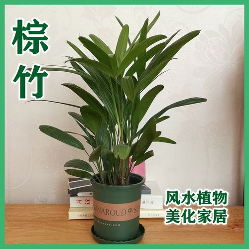 棕竹盆栽招财树四季常青风水植物棕榈树夏季绿植净化空气九里香