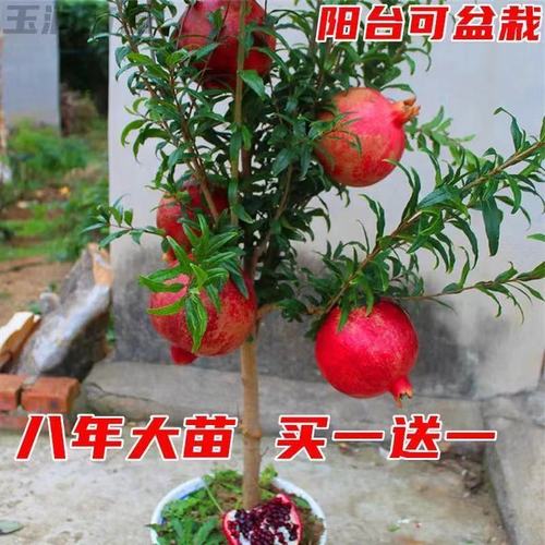 石榴树苗嫁接突尼斯软籽石榴水晶石榴盆栽地栽南北方种植当年结果