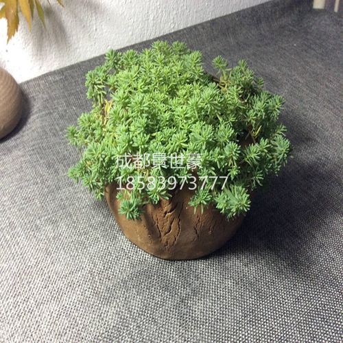 成都 中华景天盆栽室外室内绿植 室外花园观叶植物多年生易养