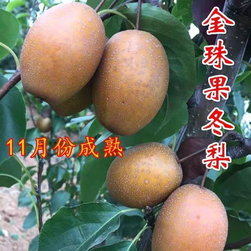金珠果冬梨树苗嫁接晚熟果树苗盆栽地栽苗南方北方种植当年结果苗
