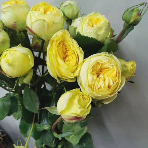 凯特琳娜多头小玫瑰鲜切花速递家用瓶插江浙沪皖两扎包邮