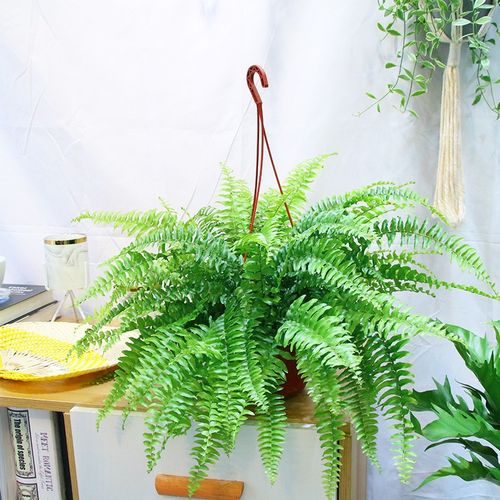 波斯顿蕨盆栽 室内好养耐阴绿植办公室植物室内客厅桌面植物 吊兰盆