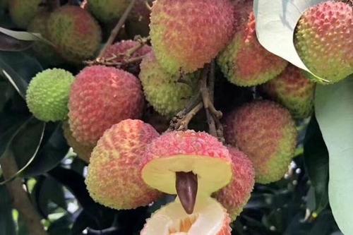0/棵 三月红荔枝苗  【三月红嫁接荔枝苗】薄壳,肉多,味道鲜美汁水