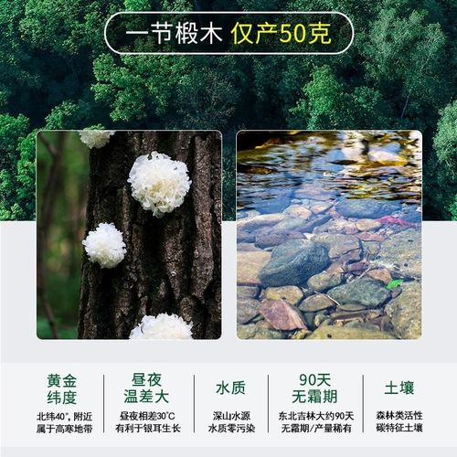 东北椴木银耳白木耳特级野生雪耳长白山特产莲子羹糯丑耳干货500