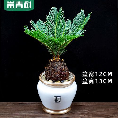 铁树盆栽苏铁盆景办公室内花卉客厅阳台四季常青好养植物桌面绿植