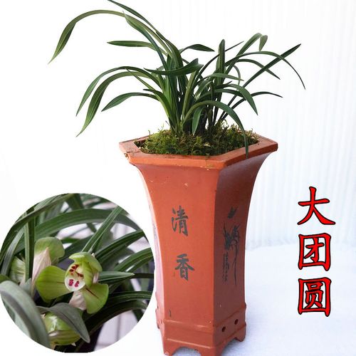精品荷瓣春兰兰花苗大团圆花期带花苞矮种室内绿色花卉盆栽包邮