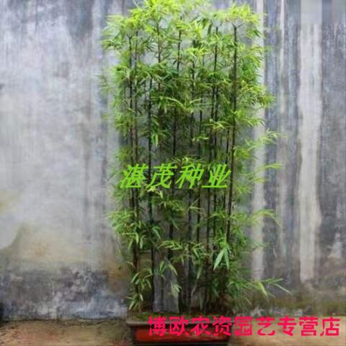 大型毛竹种子 紫竹佛肚竹四季种植竹子种孑 食用竹笋大青竹子种籽