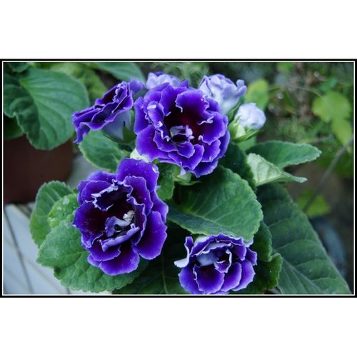 轩薇 大岩桐花苗 盆栽绿植花卉富贵芙蓉花重瓣绿植大岩桐花 紫色 紫白