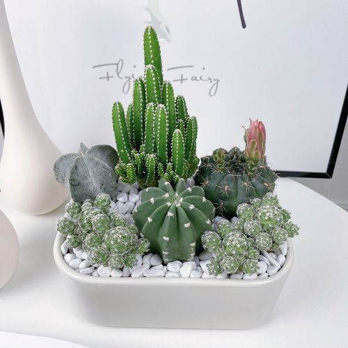 掌组合盆栽室内多肉植物桌面绿植创意小盆景耐旱 仙人球仙人掌组合 含