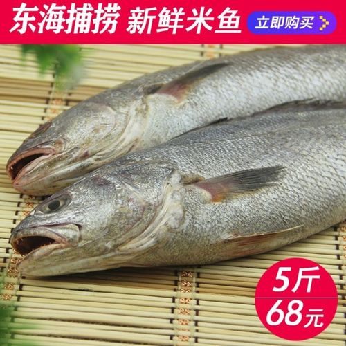 舟山东海野生米鱼. 新鲜米鱼冷冻.5斤8条到9条