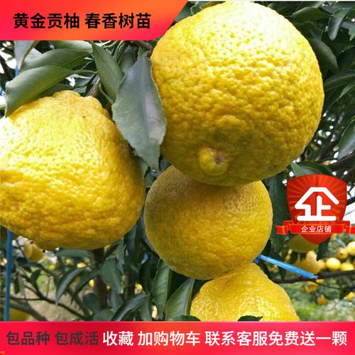 湖南果树苗怀化洪江黄金贡柚苗象山青树苗春香桔柚甘甜脆爽小柚子