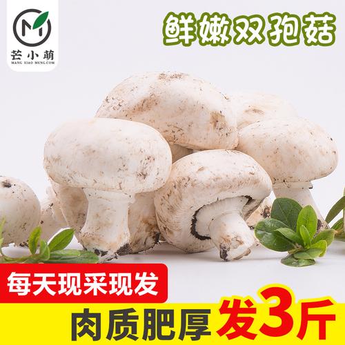 新鲜口蘑双孢菇白蘑菇圆菇食用烧烤菌菇现采现发当季蔬菜3斤包邮