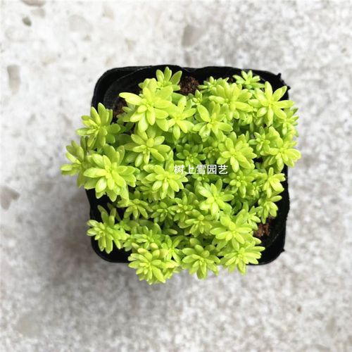 黄金万年草多肉植物带盆栽好大颗肉肉花卉绿植阳台老桩好养 1盆黄金草