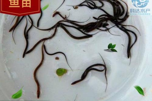 96/条 黄鳝苗 鳝苗 罗鳝苗 鱼苗 血鳝苗 常鱼苗 长鱼苗