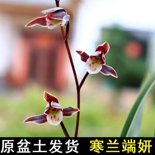 原盆土发货 浓香型 兰花苗兰草细叶寒兰 端妍 室内花卉绿植盆栽