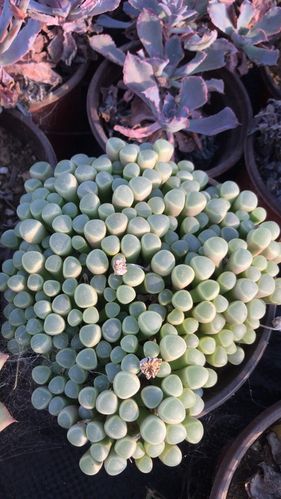 多肉植物五十铃玉群生两年苗阳台办公室多肉小植物