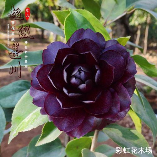 超级墨川精品茶花稀有名贵品种墨川花卉盆栽室内外阳台好养的植物