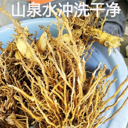 新鲜现挖天然青草苦竹根 伞柄竹根 纯根500g包邮